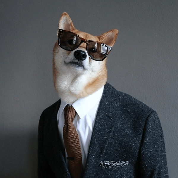 Meme chó diện vest cực đỉnh 