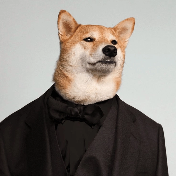 Meme chó mặc đồ vest đen 