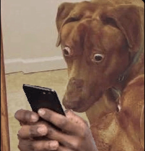 meme con chó mặt người độc lạ khó đỡ cực vui 