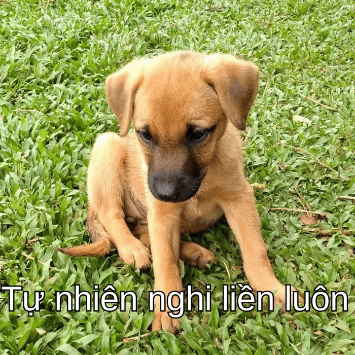 meme chó nghi ngờ với khuôn mặt khó hiểu 