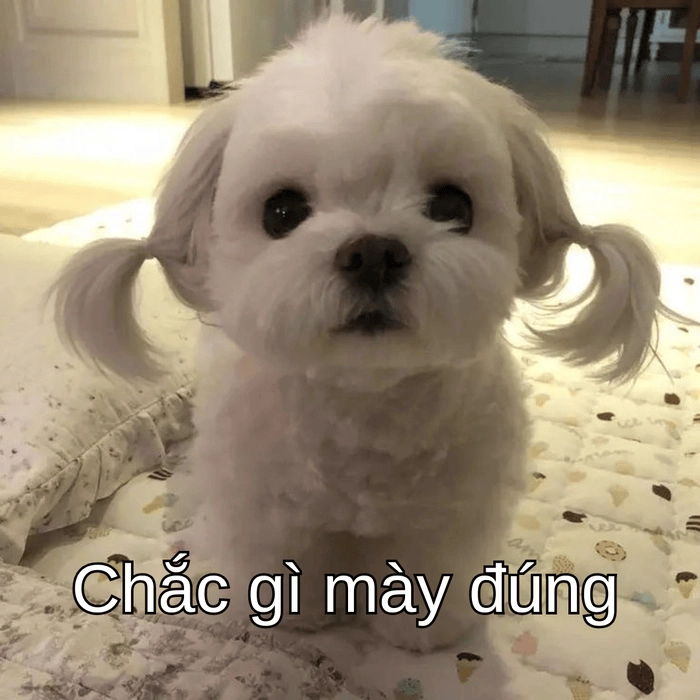 meme chó suy nghĩ phong cách deep 