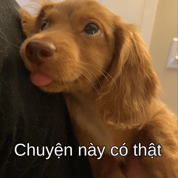 hình ảnh meme chó nghi ngờ cười ra nước mắt 