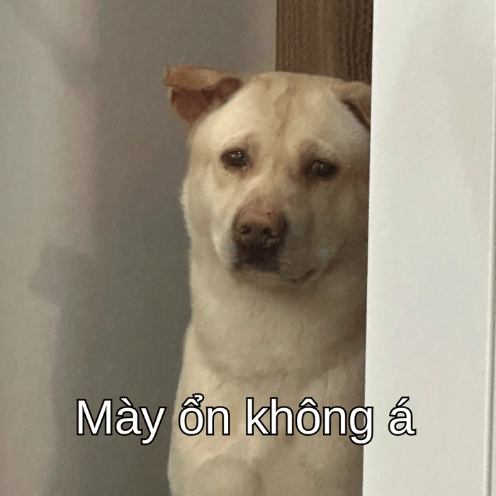meme con chó nghi ngờ đang phân vân 