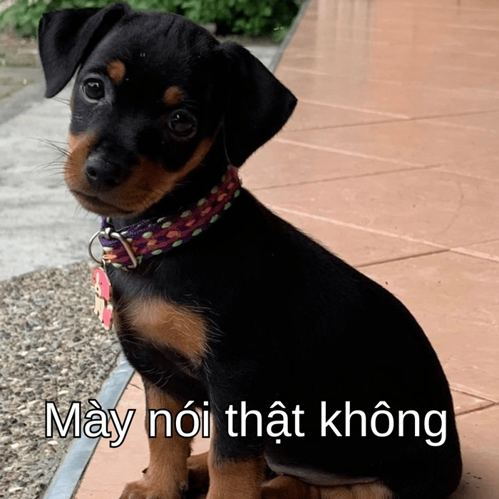 meme chó suy nghĩ khiến dân mạng thích thú 
