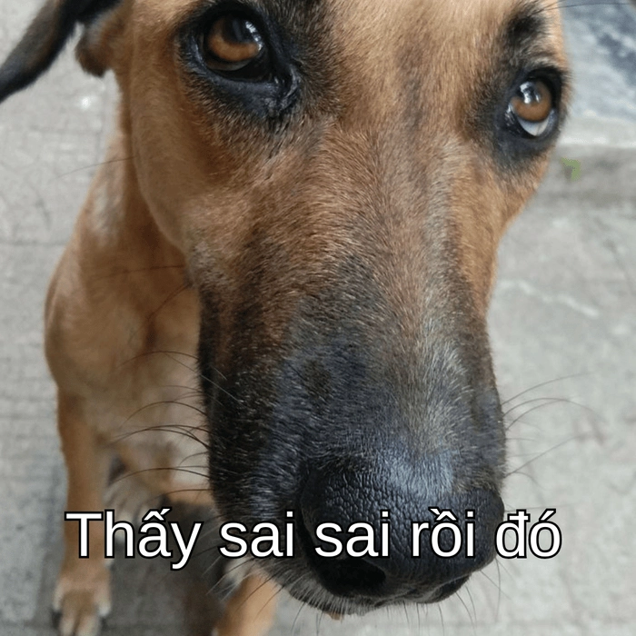 meme con chó nghi ngờ hài hước 