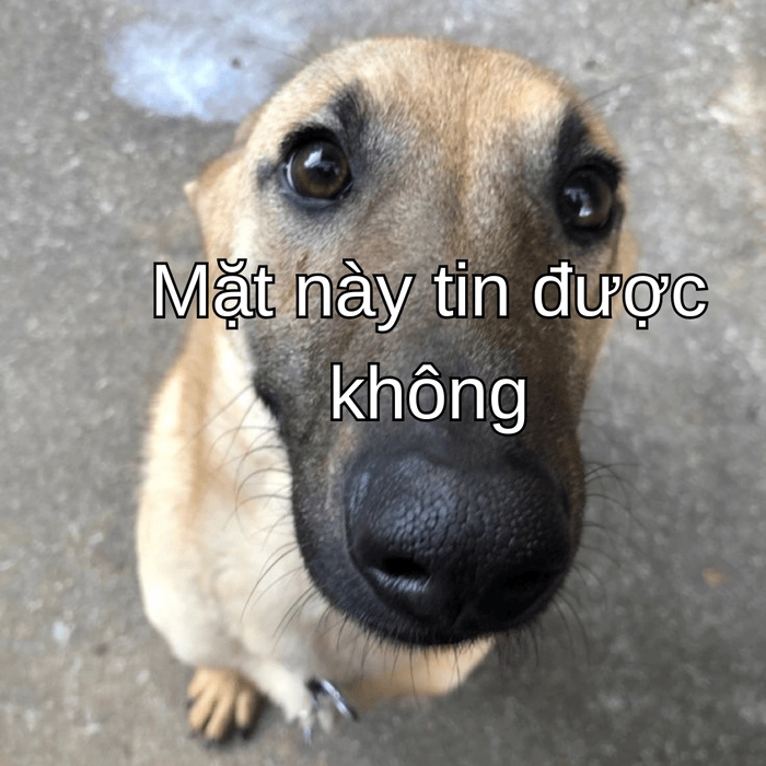 meme con chó nghi ngờ siêu bựa 