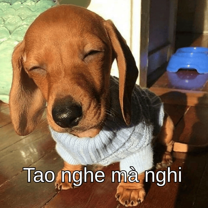 meme con chó nghi ngờ nét HD 