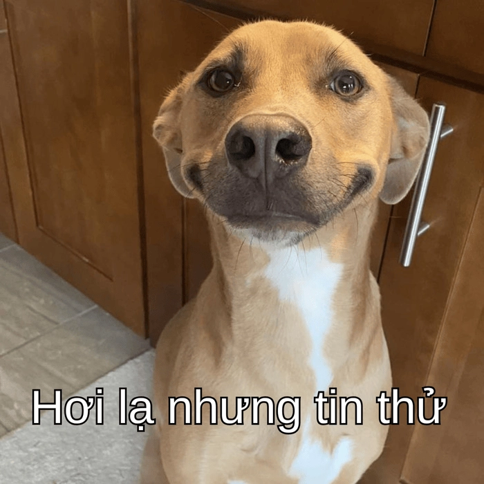 meme con chó nghi ngờ biểu cảm đáng yêu 