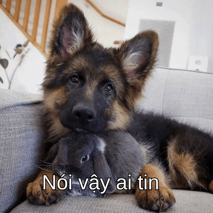 meme con chó nghi ngờ đang suy tư 