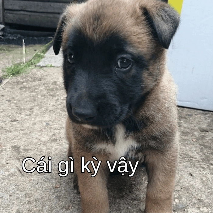 meme chó suy nghĩ hài 