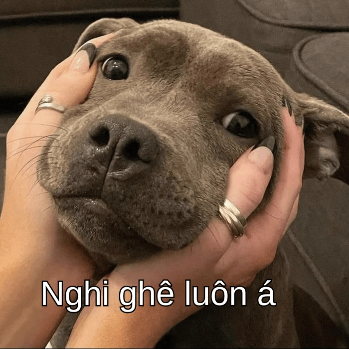 meme chó suy nghĩ ngộ nghĩnh 