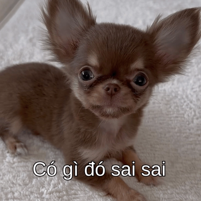 meme chó nghi ngờ cực hot trên mạng xã hội 