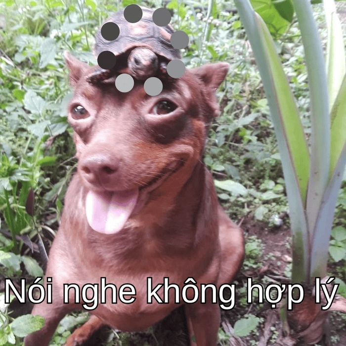 meme con chó nghi ngờ siêu lầy 