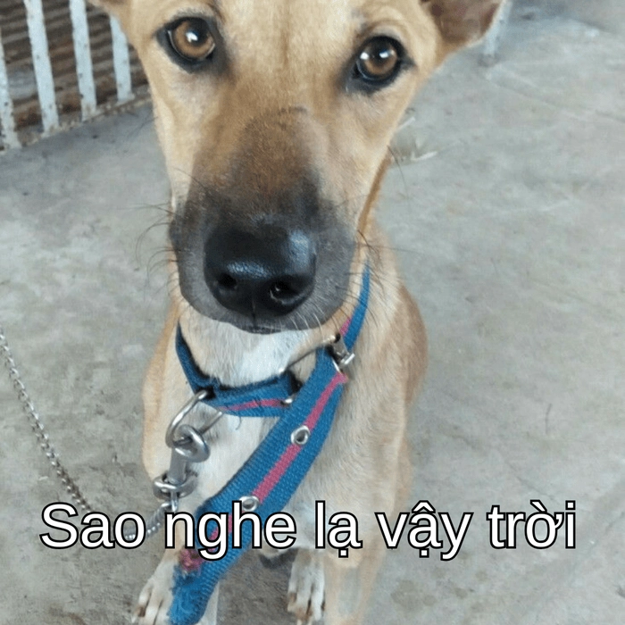 meme chó suy nghĩ chất lượng cao 