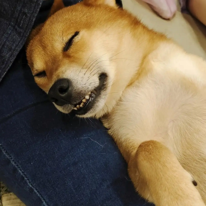 ảnh meme chó ngủ chế 