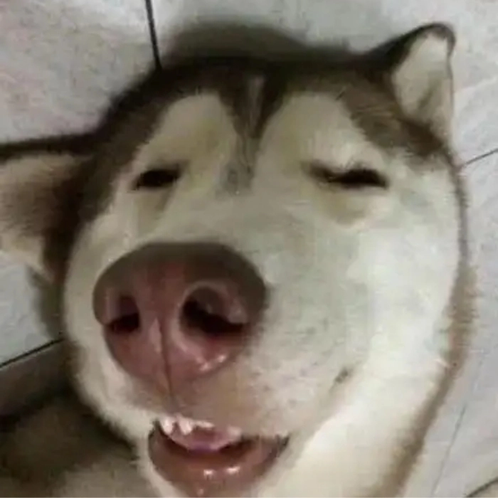 meme chó ngủ ngon meme chế 