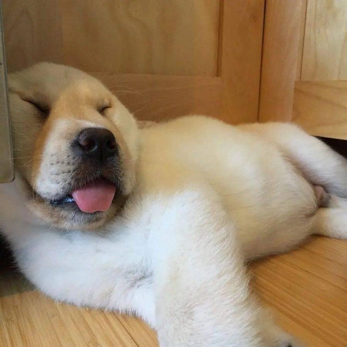 ảnh meme chó ngủ đáng yêu 