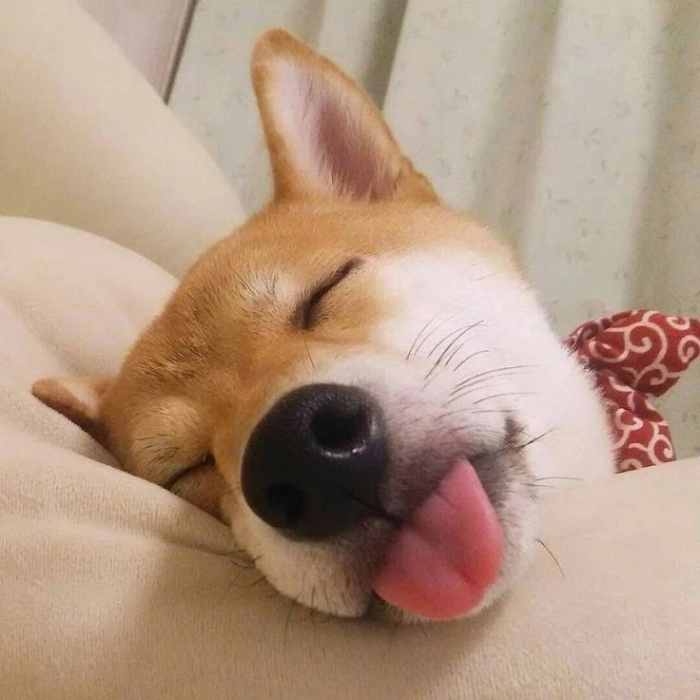 meme chó ngủ ảnh chế 