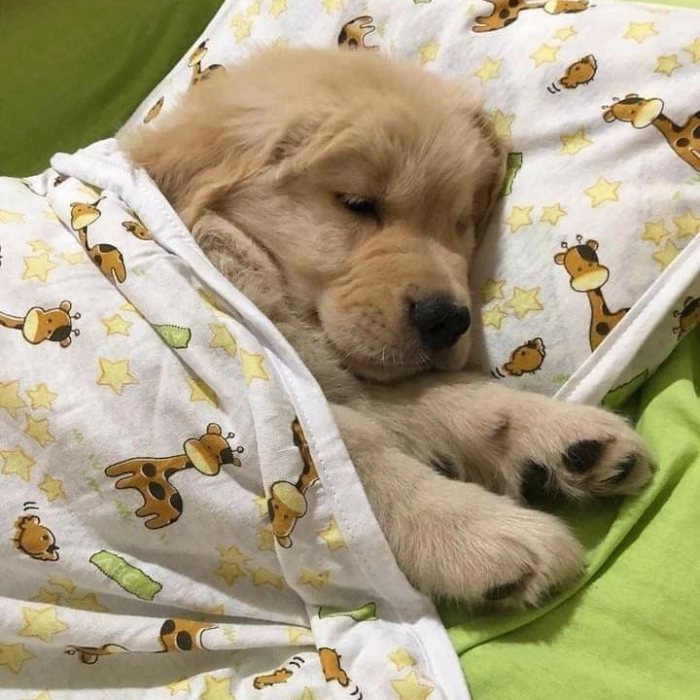 meme chó ngủ chó cute 
