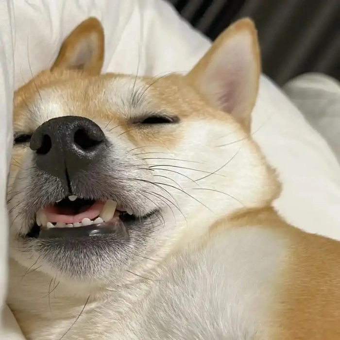 meme chó ngủ ngon dễ thương 