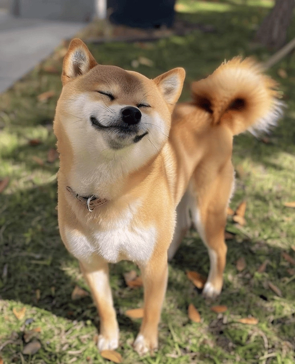 Meme chó nhắm mắt bất lực 