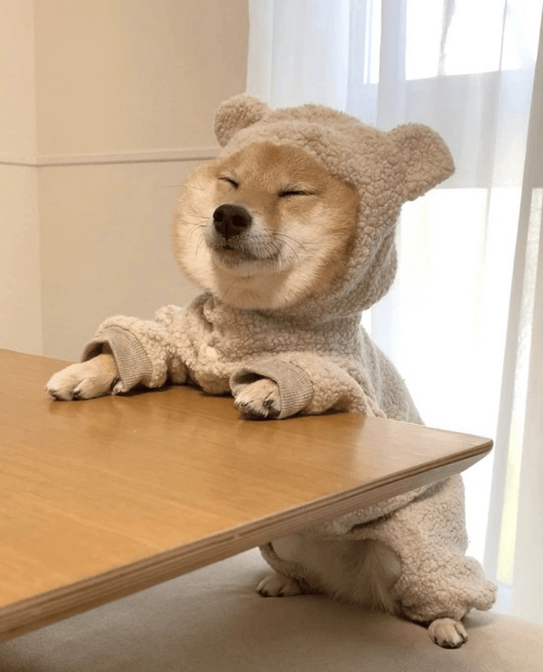 Meme chó nhắm mắt lặng thinh 