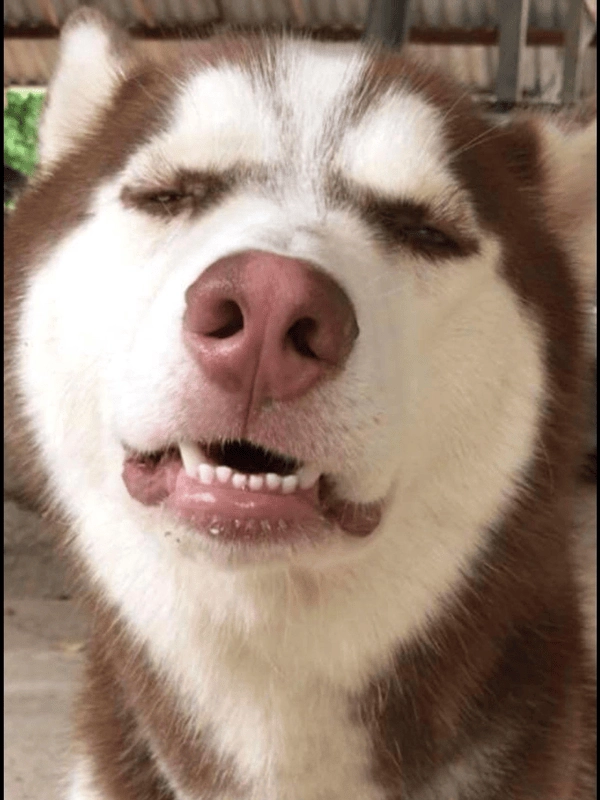 Meme chó nhắm mắt buồn ngủ 