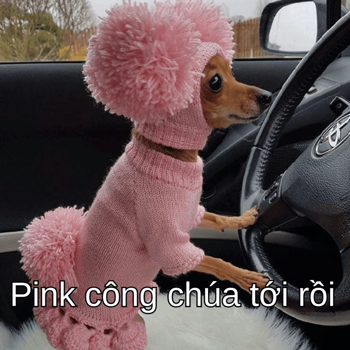 ảnh chó phốc meme vui 