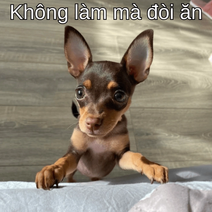 ảnh chó phốc meme chế 