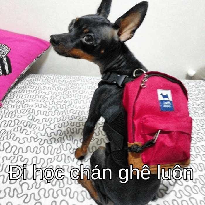 ảnh chó phốc meme ngộ nghĩnh 