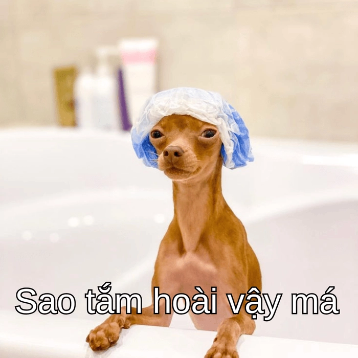 meme chó phốc cười xỉu 