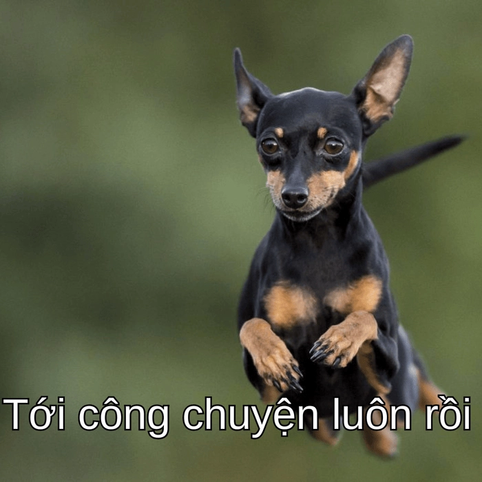ảnh chó phốc meme gây cười 