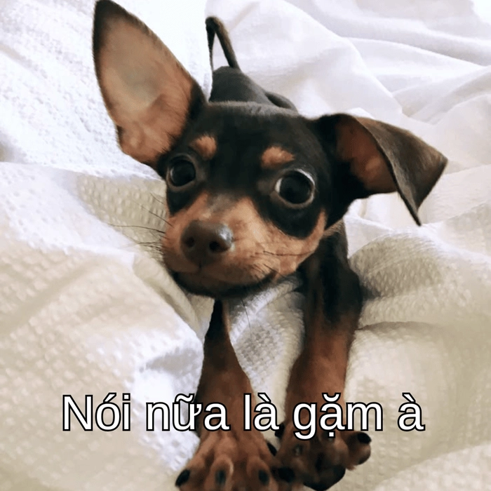 meme chó phốc độc 