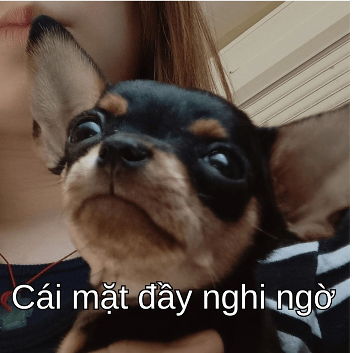 ảnh chó phốc meme mới 