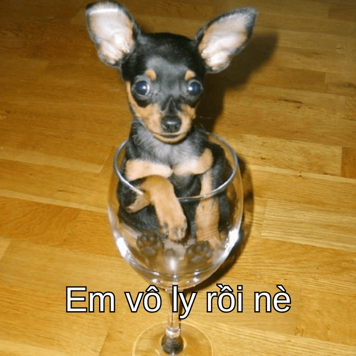 meme chó phốc troll 