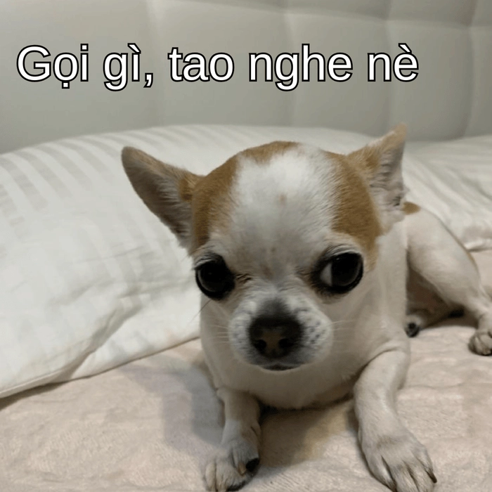 meme chó phốc hài nhất 