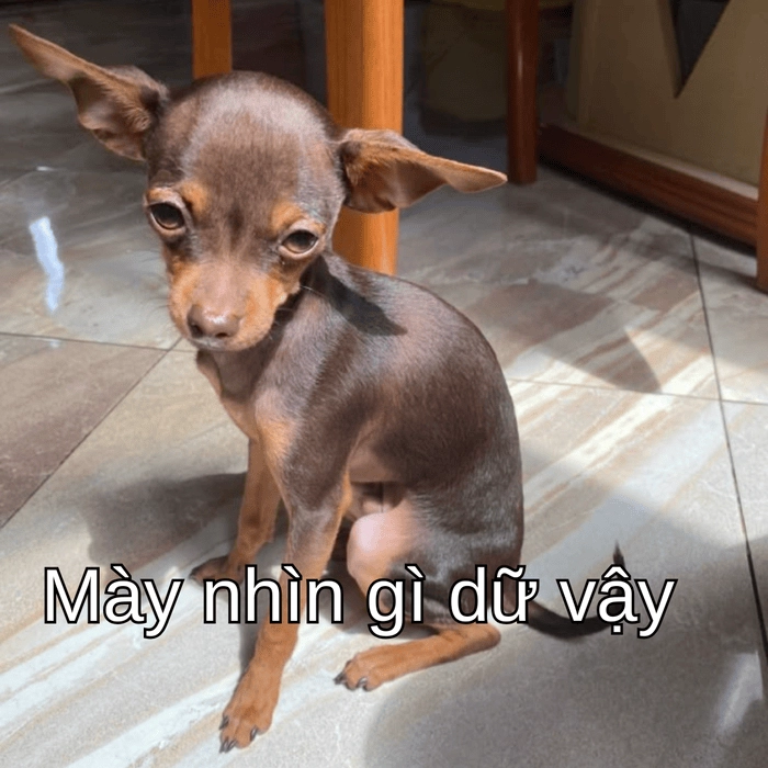 ảnh chó phốc meme siêu hài 