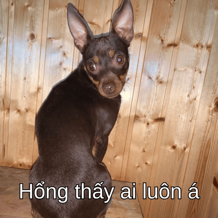 meme chó phốc đáng yêu 