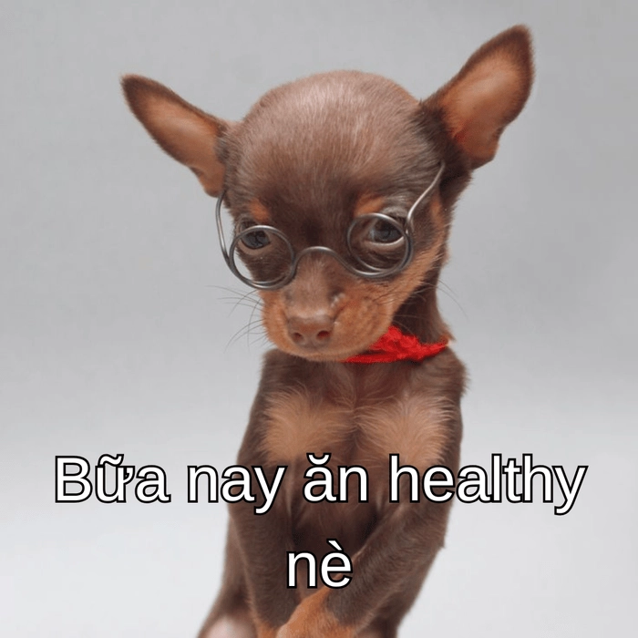 ảnh chó phốc meme cute 
