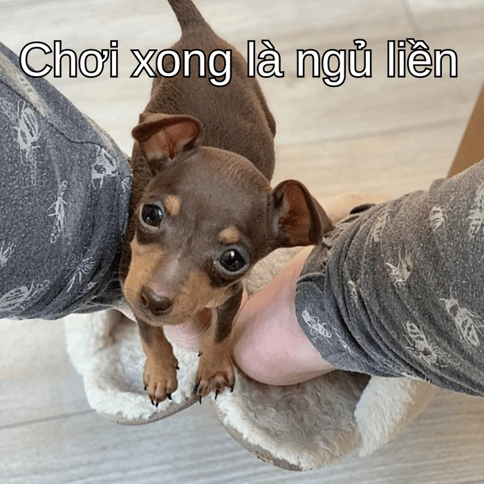 meme chó phốc hot trend 