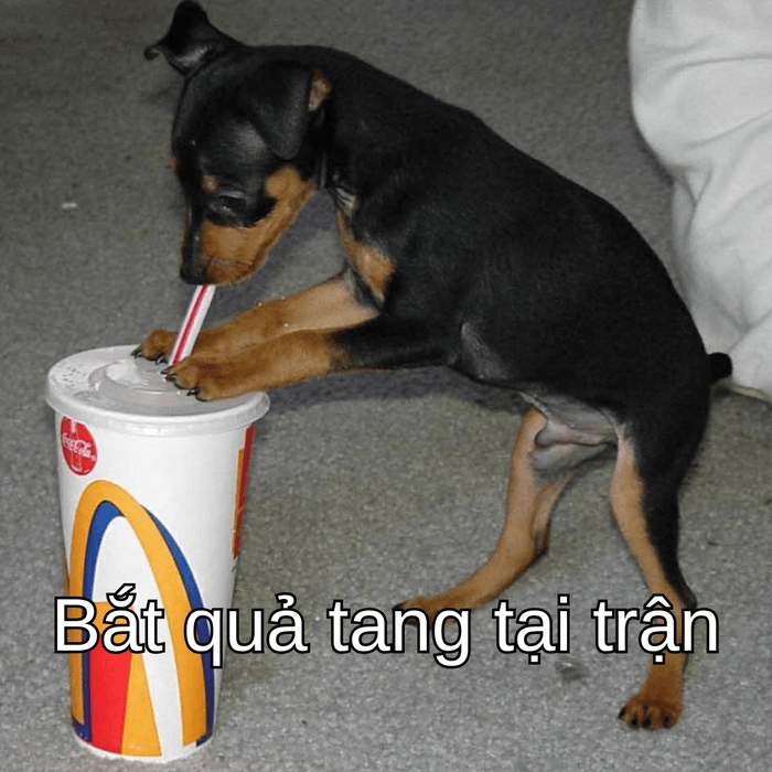 meme chó phốc cực vui 