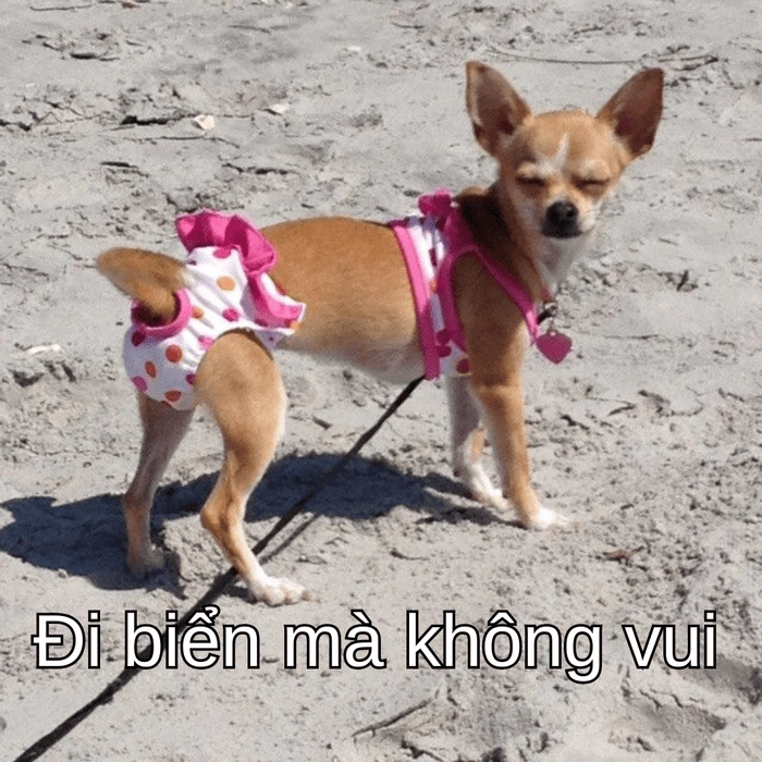 ảnh chó phốc meme bá đạo 
