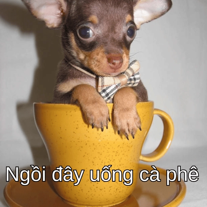 meme chó phốc cute 