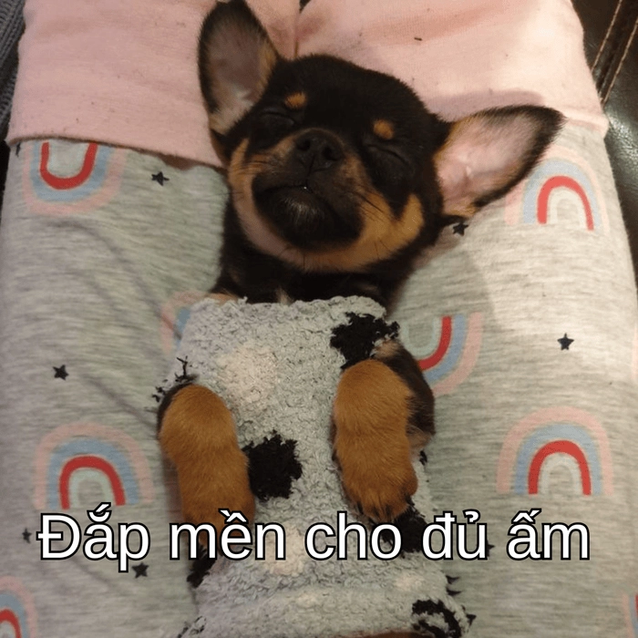 ảnh chó phốc meme dễ thương 