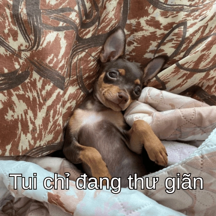 ảnh chó phốc meme lầy 