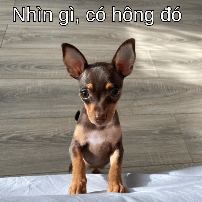 meme chó phốc trend 