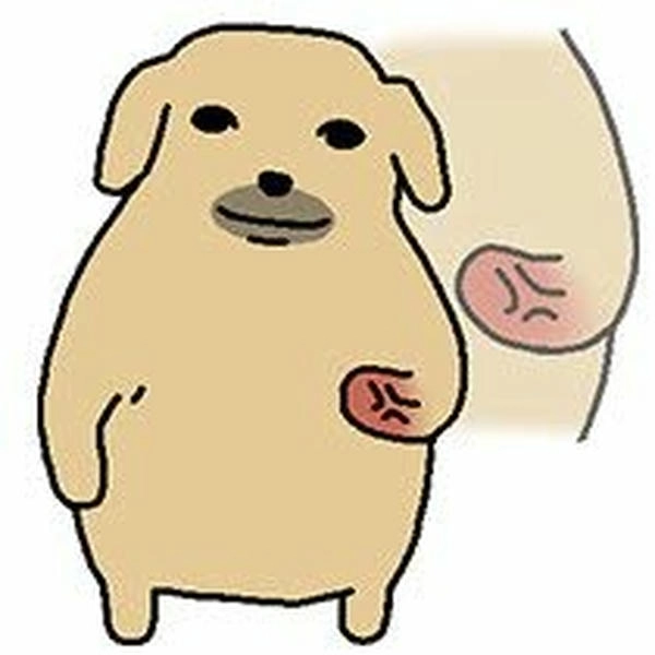 Hình ảnh chó rách hài