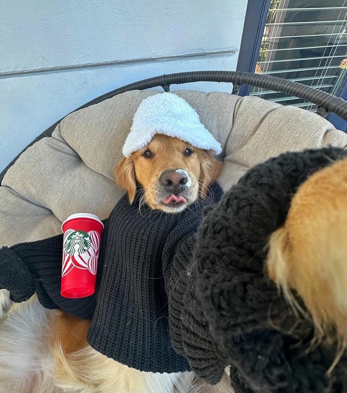 meme chó mèo selfie cực bá đạo 