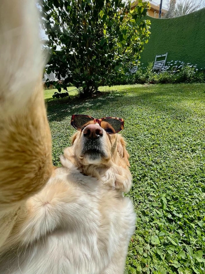 ảnh meme con chó selfie gây cười 