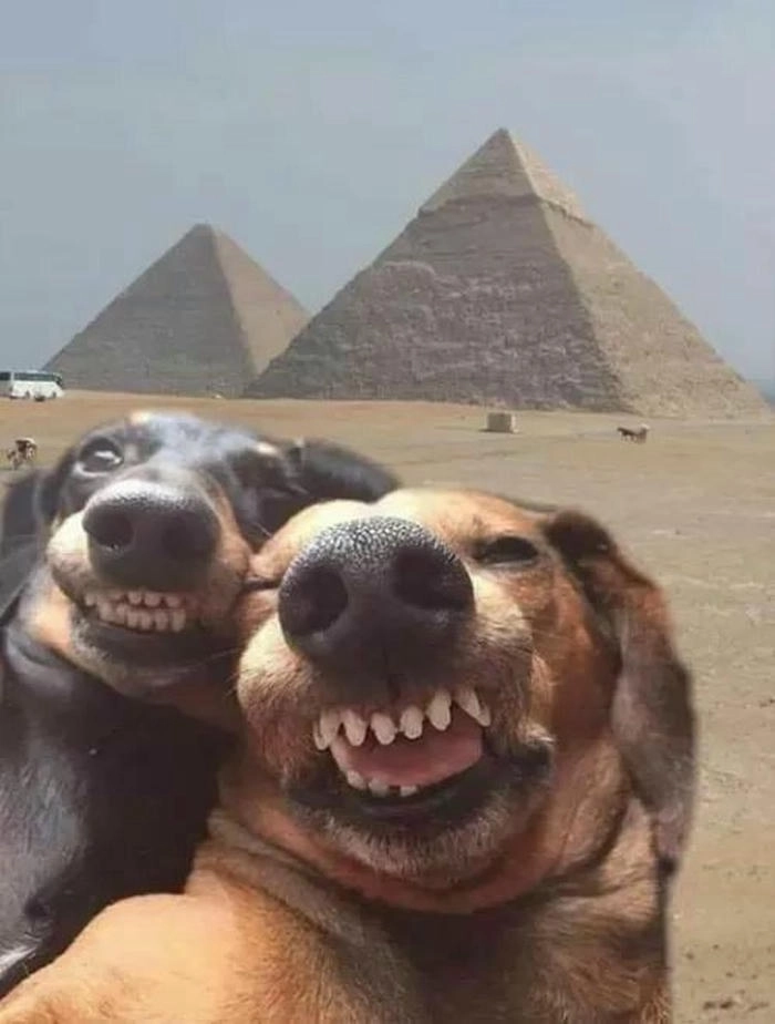 meme chó selfie dễ thương nhất 